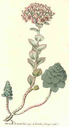 Epipetros - Sedum anacampseros - седум (очиток) возвращающий любовь (анакампсерос)